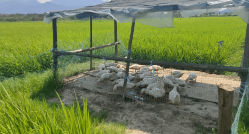 秋冬进补季,怎能少了这只快乐的稻香鸭