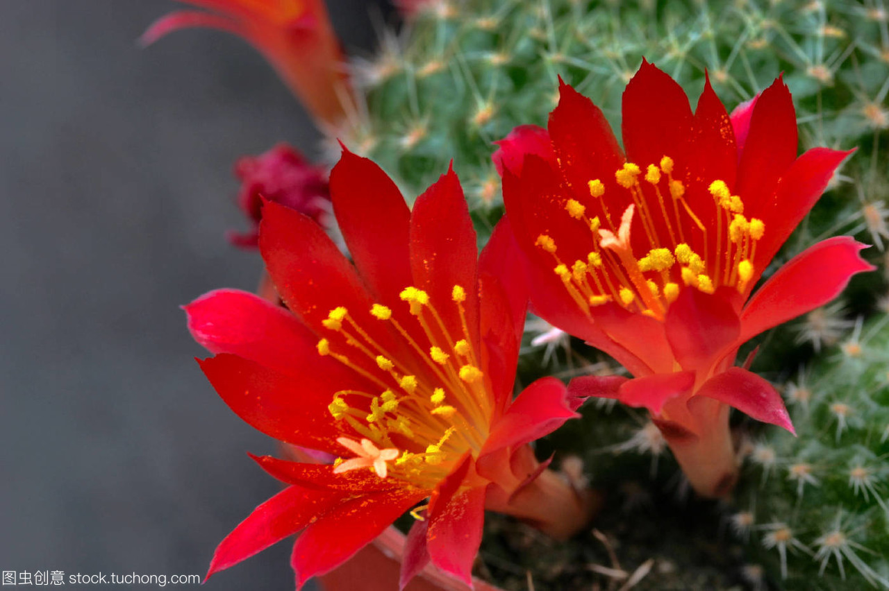 花卉,flower,植物,plant,开花,Bloom,盛开,blossom,茂盛,flourish,flourishing,脆弱,Delicate,仙人掌,cacti,cactus,斯汀,Sting,花蕊,Stamen,水库,reservoir,cactaceae,Sukkulenten,rote petalen,wasserspeichernd,Panther