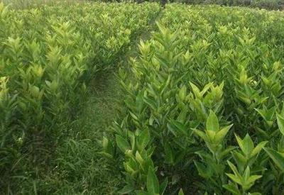 繁茂苗木(在线咨询),贵州橘苗,沙糖橘苗