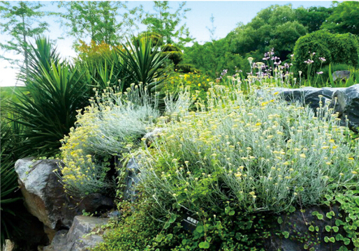 【文科设计手册】主要绿化分类种植要点──水生植物与岩生植物栽植