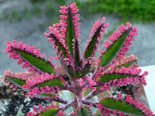 两种不用扦插的花,不小心碰一下,小芽掉一地,沾土就活