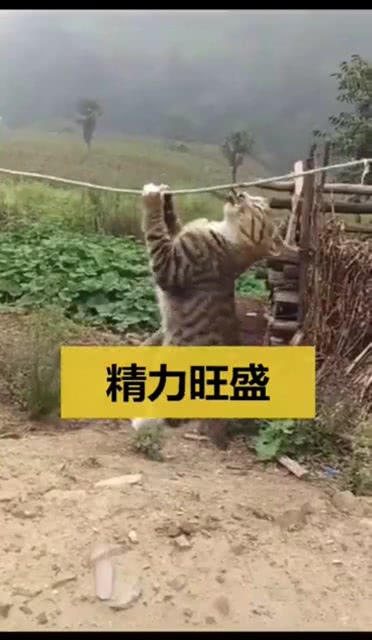 这猫精力有点旺盛