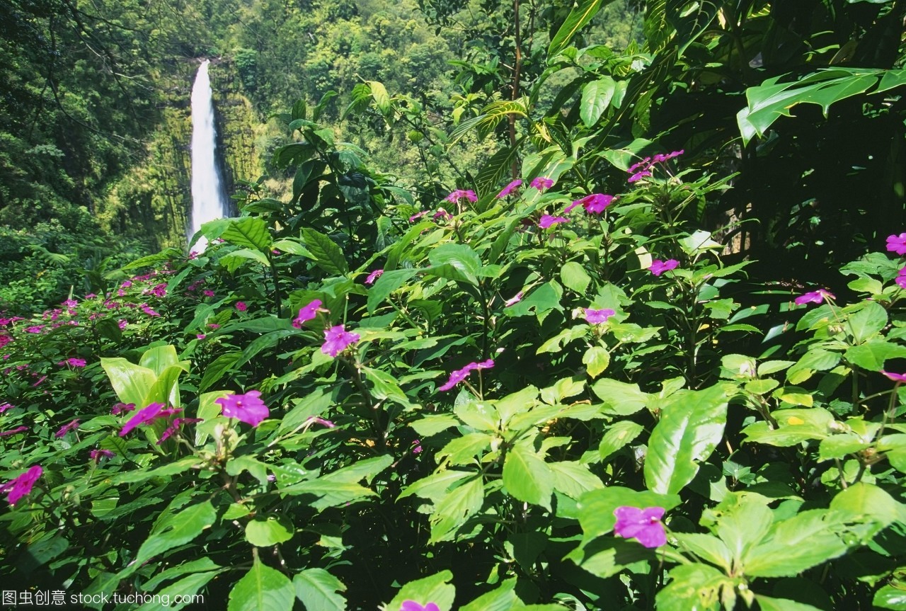夏威夷大岛卡卡视图通过茂盛的绿叶植物和前景